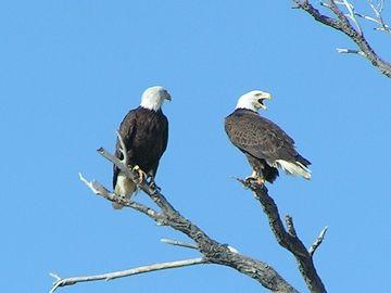 Two Bald Eagles