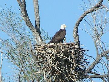 Bald Eagle on nest
