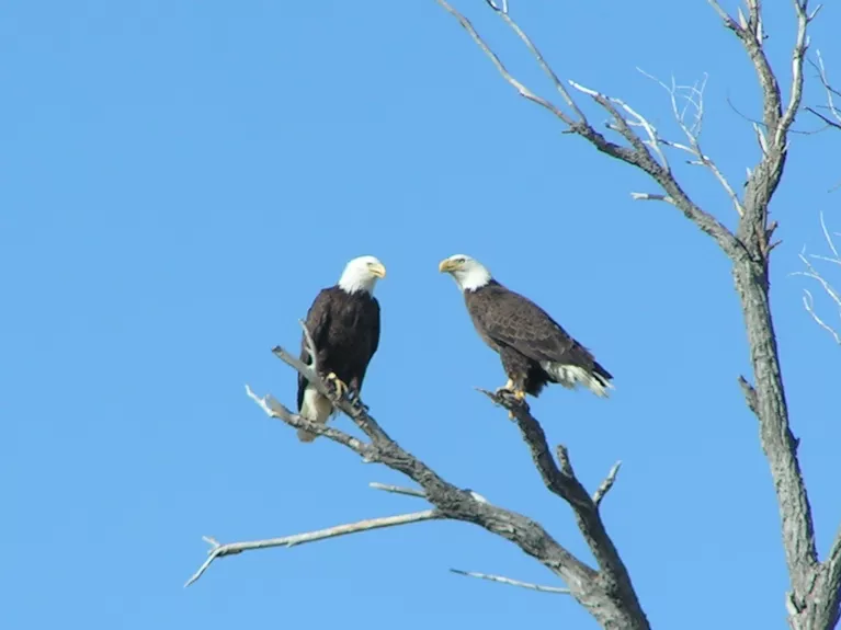 Bald Eagle Two